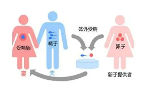 上海试管婴儿排名第一的医院-武汉供卵试管婴儿的费用是一个很好的指南!