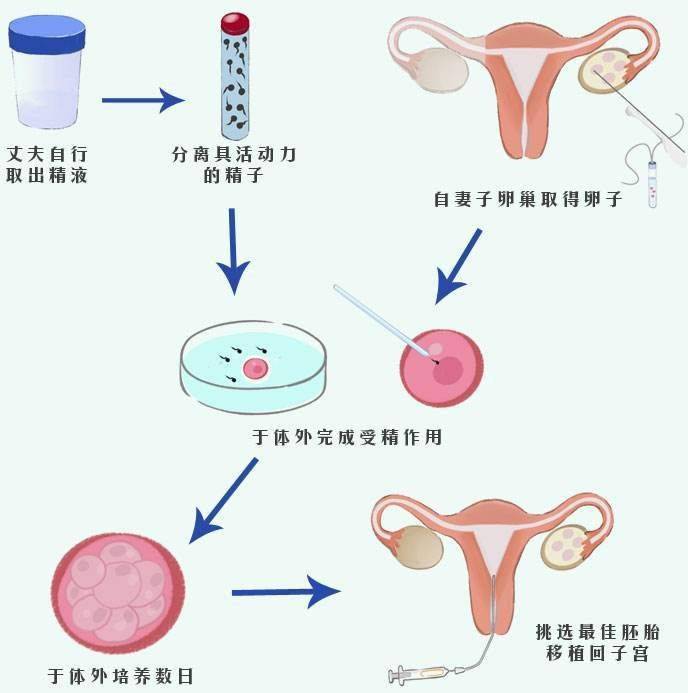 辽宁中医看不孕不育哪个中医好-左侧卵巢通常有多大？如何测量我的卵巢的大小？